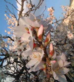Frühe Blüte statt Eis und Schnee: Auch im Winter zeigt sich Südspanien von seiner sonnigen Seite. 