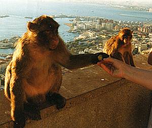 Es müssen nicht immer Bananen sein: Ein Berberaffe nimmt sich eine Weinbeere.