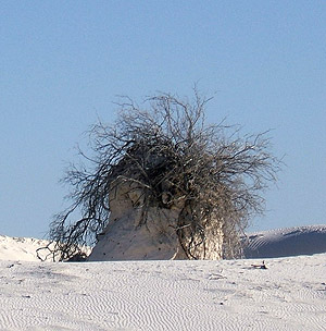 Das Wurzelwerk mancher Sträucher hält den Sand als Sockel fest.